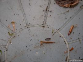 Corticeus_unicolor_1