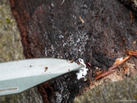 Corticeus_unicolor_3