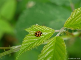 Harmonia_axyridis