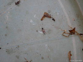 Hymenoptera