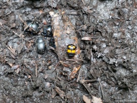 Nicrophorus_undet