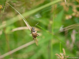 Pachytodes_cerambyciformis