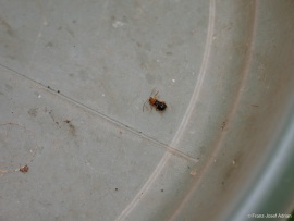 Phyllobrotica_quadrimaculata_1