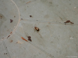 Phyllobrotica_quadrimaculata_2