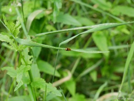 Phyllobrotica_quadrimaculata_3
