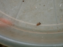 Phyllobrotica_quadrimaculata_4