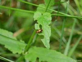Phyllobrotica_quadrimaculata_5
