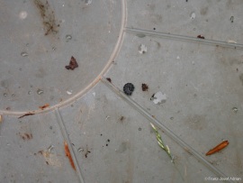 Phyllobrotica_quadrimaculata_Larve