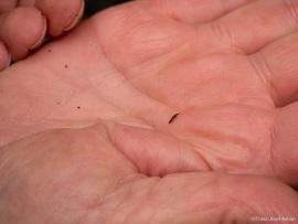 Staphylinide