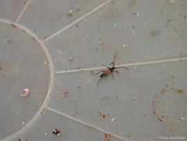 Stenurella_melanura