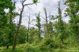 Kahle_Hardt-25