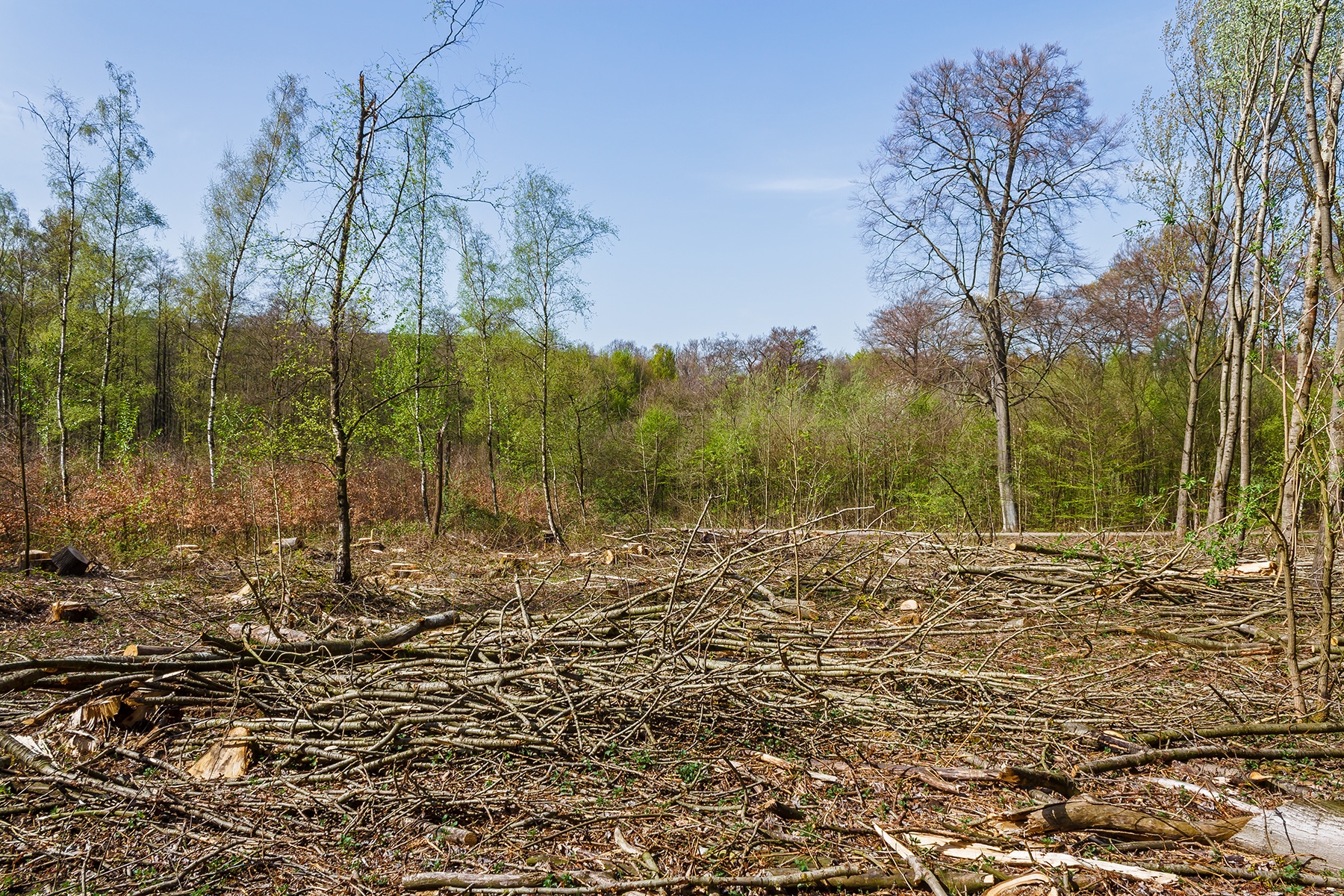 Kahlschlag im Pappelwald
