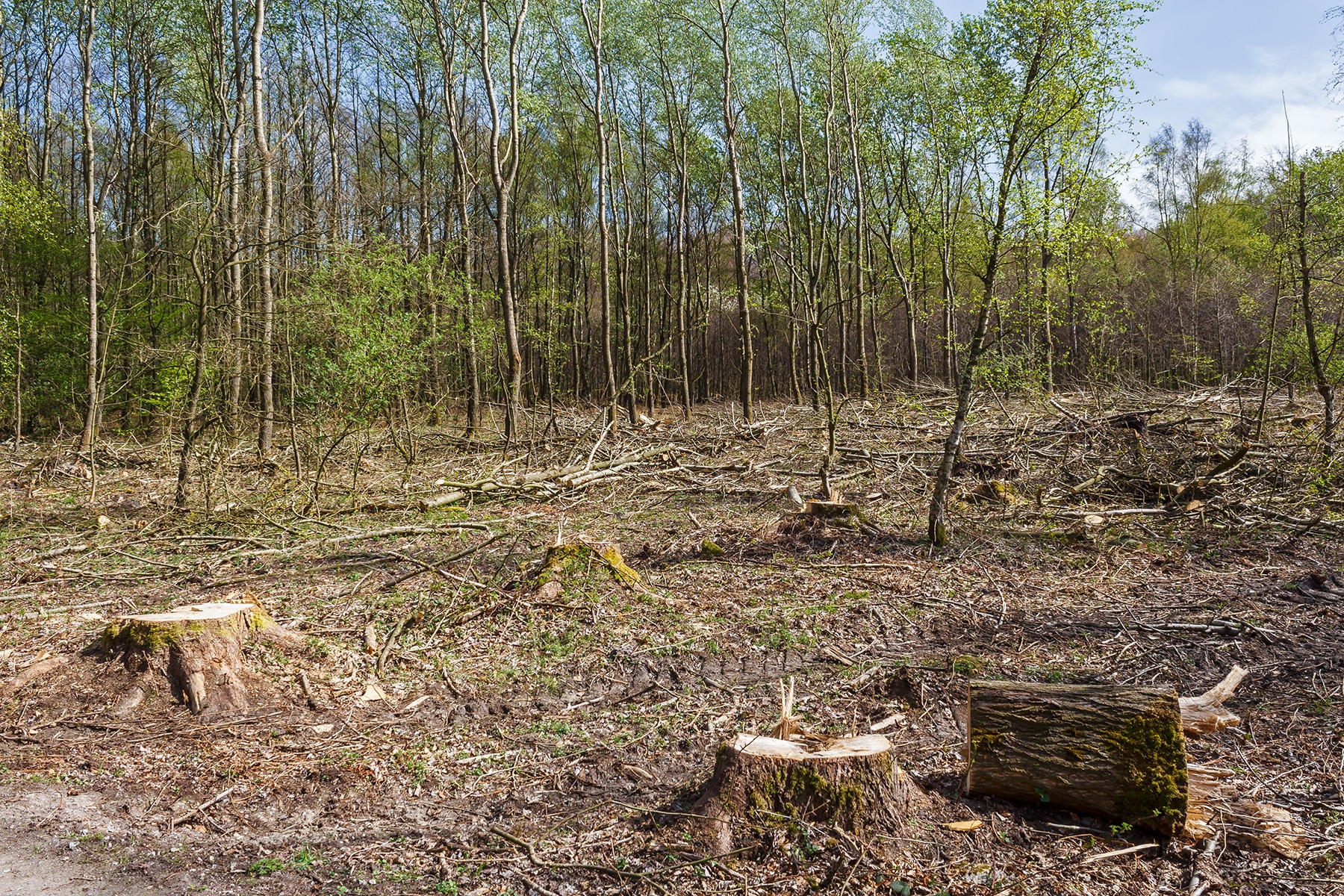 Kahlschlag im Pappelwald