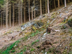 "Ebnung des Wegs in die Wildnis"