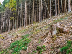 "Schaffung naturnaher Waldlebensräume"