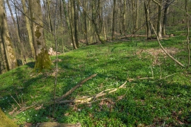 Buschwindroeschen