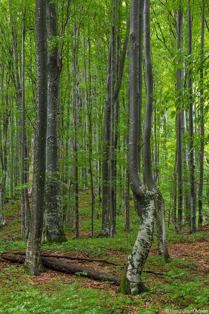 Kamjanyj_Uholka_01