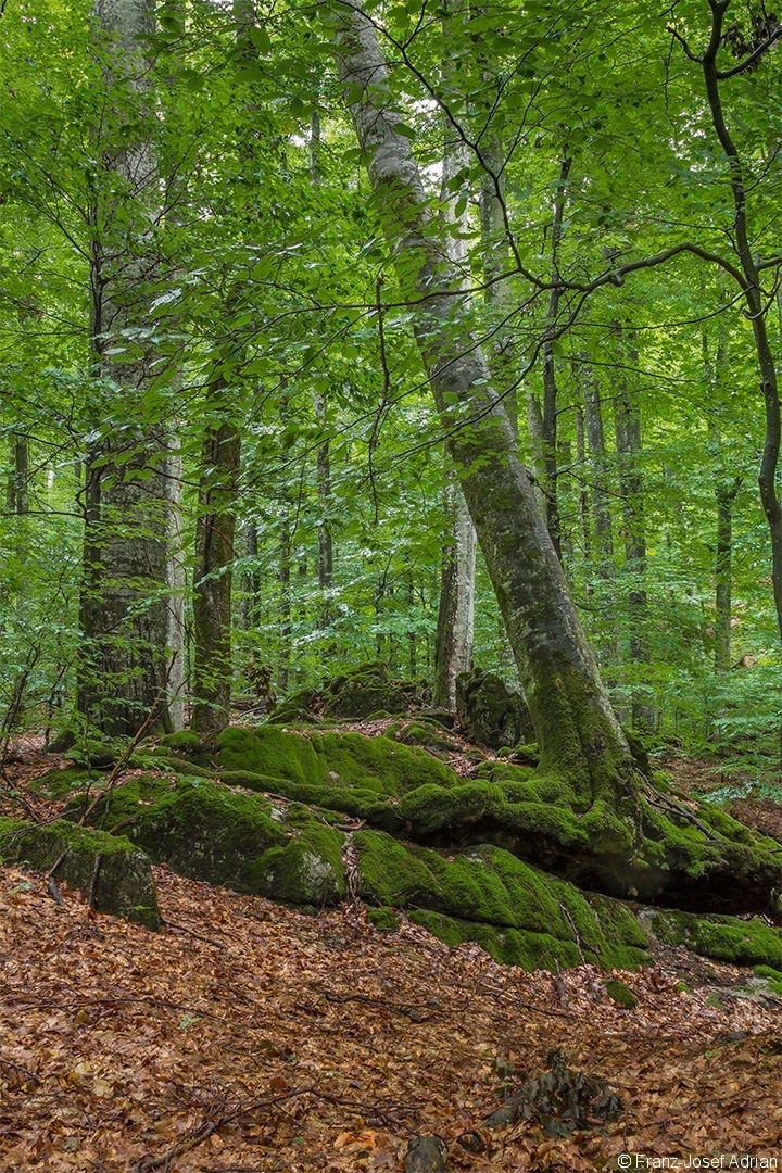 Kamjanyj_Uholka_16