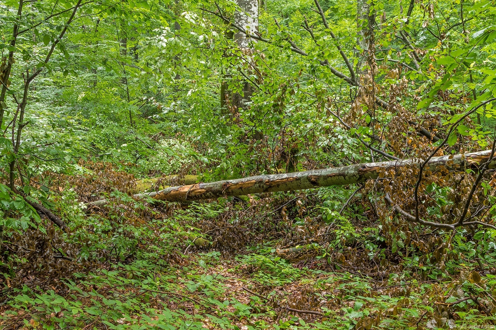 Kamjanyj_Uholka_20