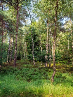 Kiefernwald mit Birken, am Boden Heidelbeeren