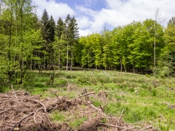Erle rechts im Hintergrund oben abgestorben