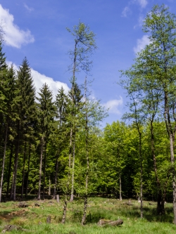 nur Erle ganz rechts mit vitaler Krone