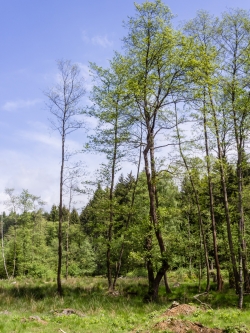 rechts und links Erlen mit Kronenverlichtung