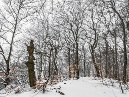 links: Biotopbaum an den Nammer Klippen