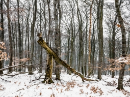 abgebrochener Baum am Klippenweg