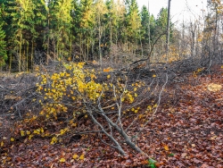 im Vordergrund 2 abgesägte Jungbuchen