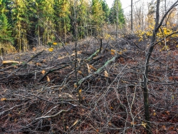 unter Bergen von Kronenabfall begrabene Jungbuchen