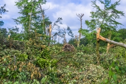 Korte Klippe nach Pfingststurm Ela