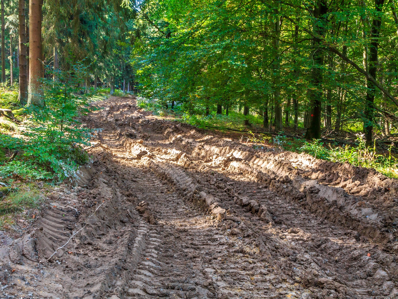 verwüsteter Waldboden