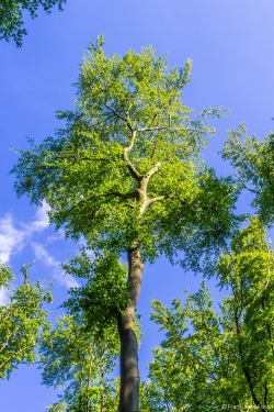 freigestellte Buchenkrone