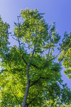 Buchenkrone mit Schadstufe 2