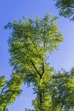 Buchenkrone mit Schadstufe 2