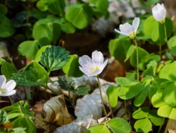 Waldsauerklee (Oxalis acetosella)