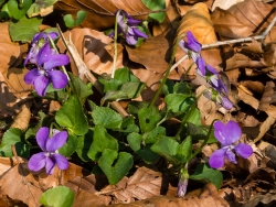 Waldveilchen (Viola reichenbachiana)