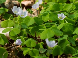 Waldsauerklee (Oxalis acetosella)