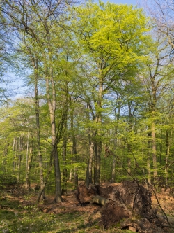 2 umgestürzte Buchen