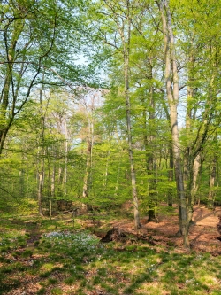 Blühendes Wiesenschaumkraut