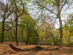 Liegendes Totholz vor Eichen und Buchen
