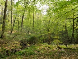 Wiesenschaumkrautblüte an kleinem Bach