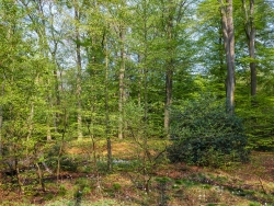 Wiesenschaumkrautblüte an kleinem Bach