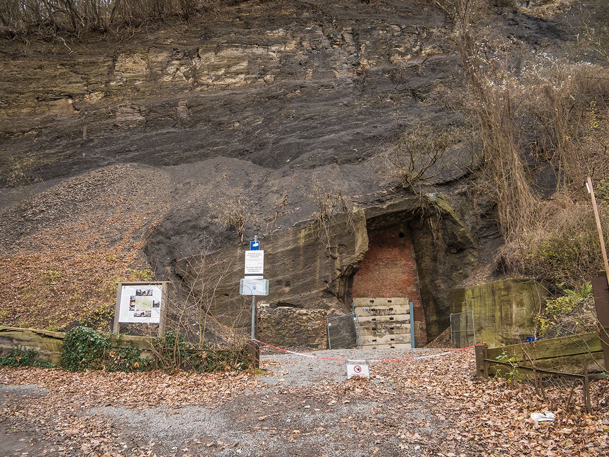 Dachs_1