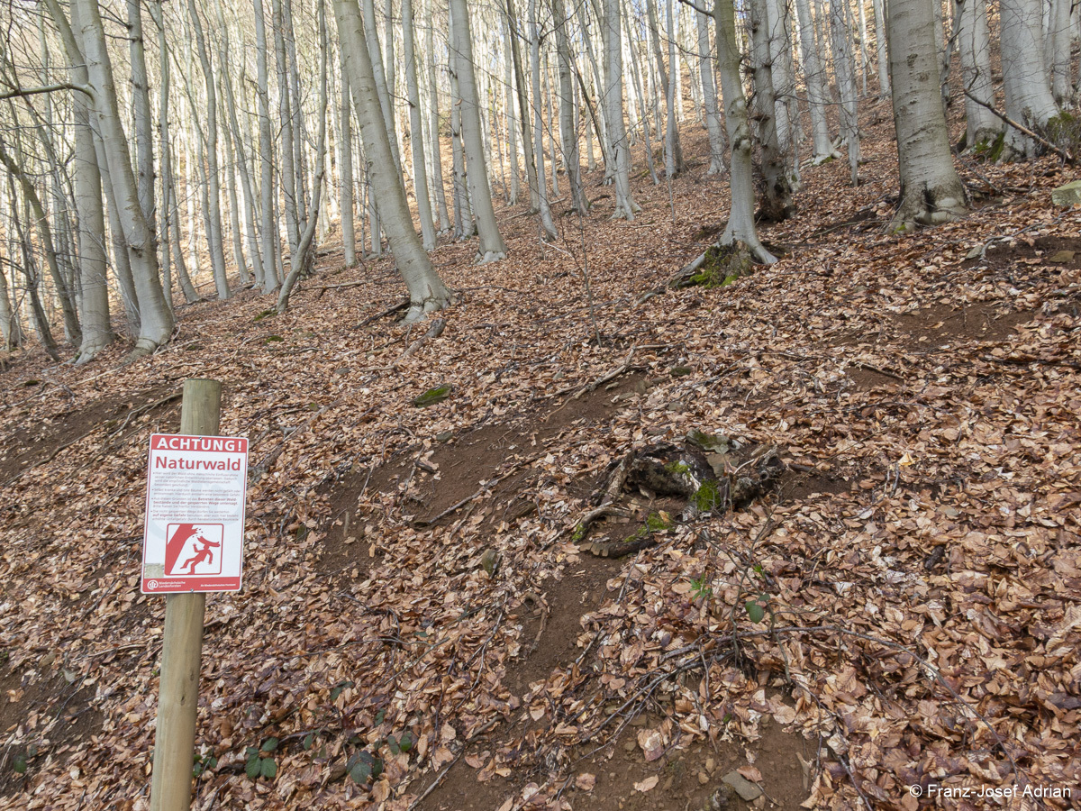 Grenze_Naturwald-1