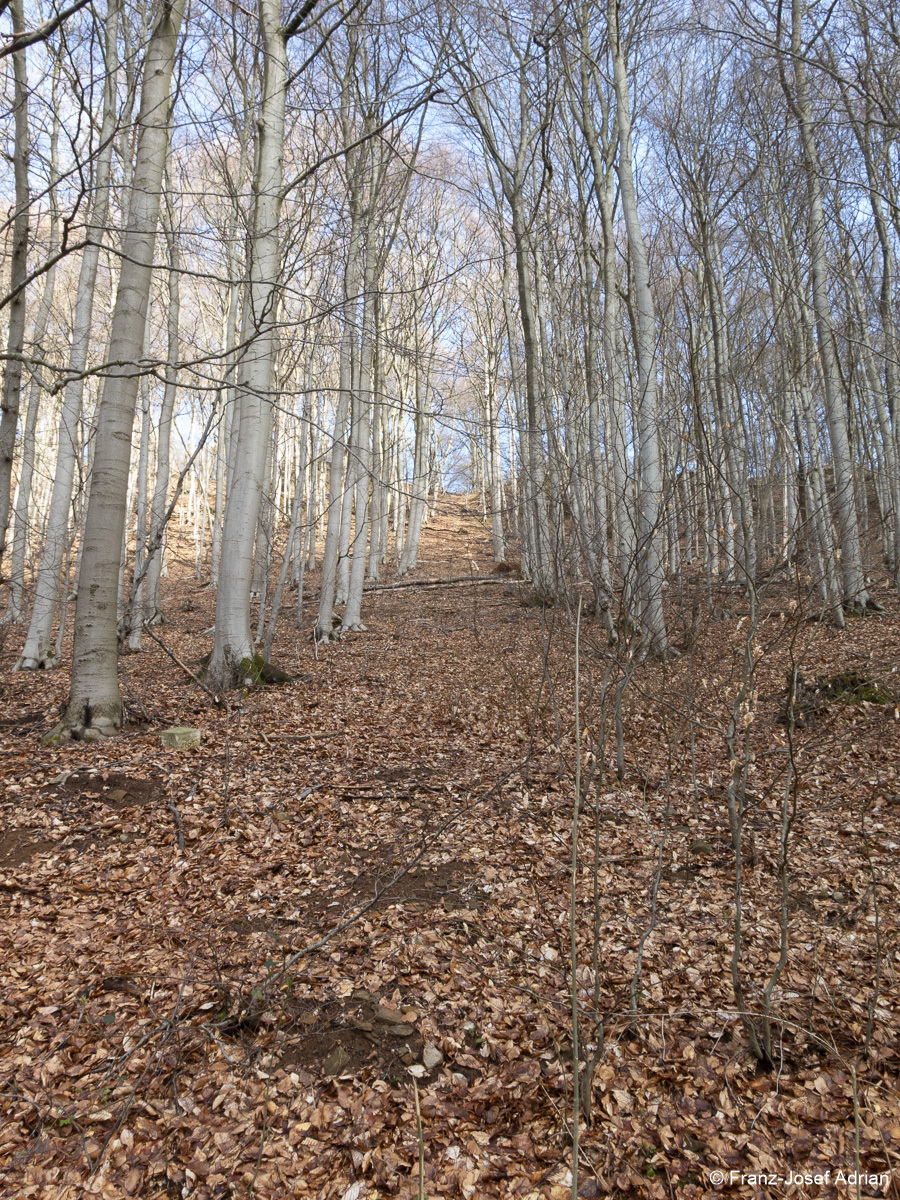 Grenze_Naturwald-2