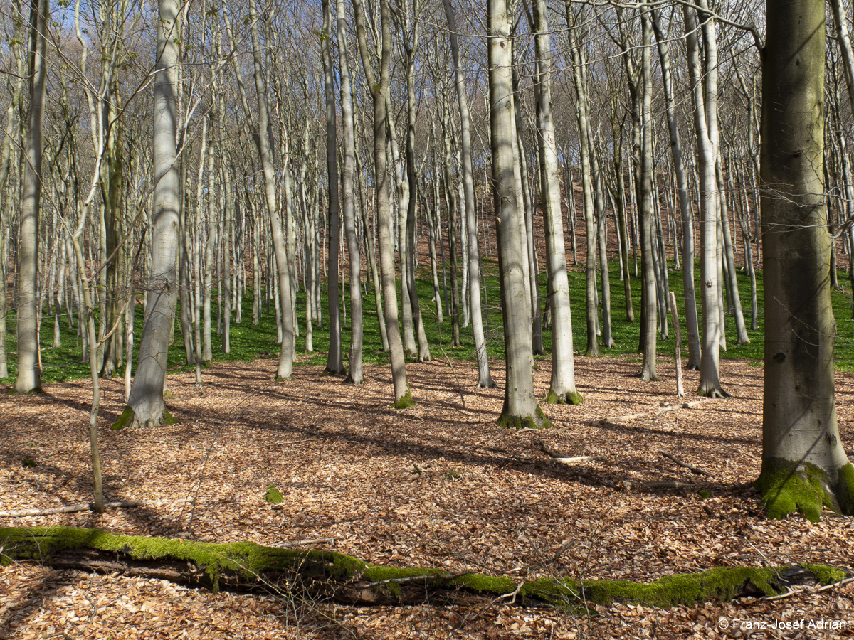 Naturwald-1