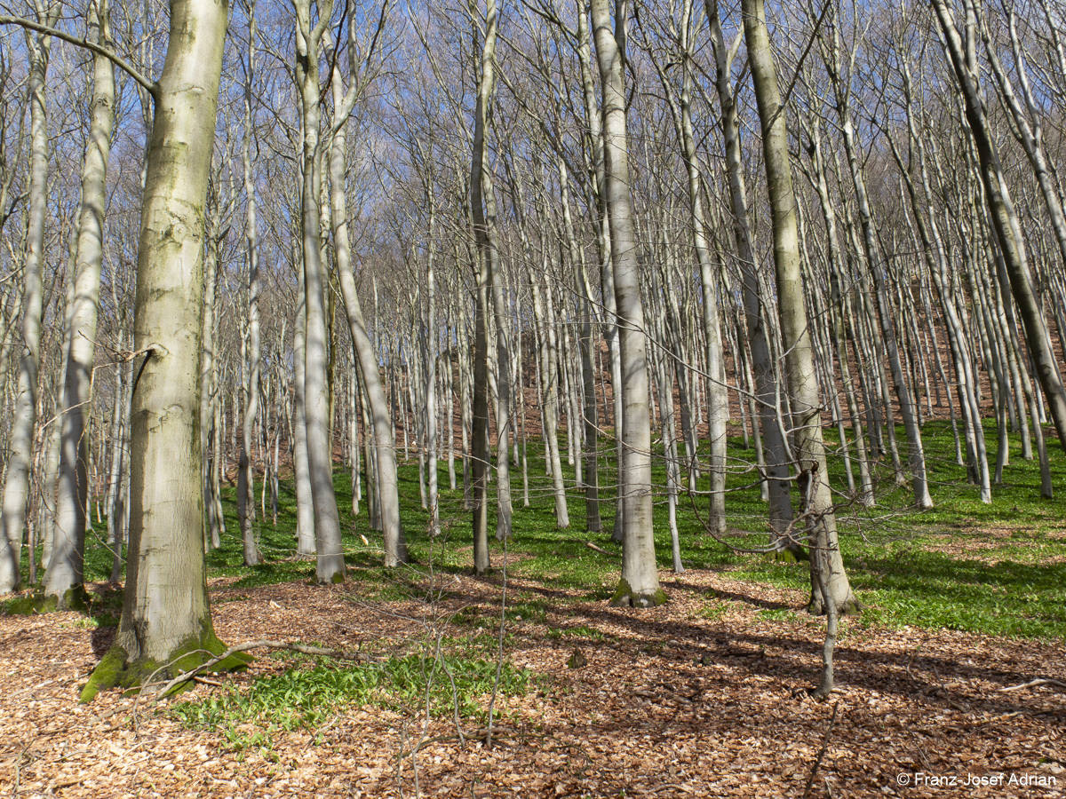 Naturwald-2