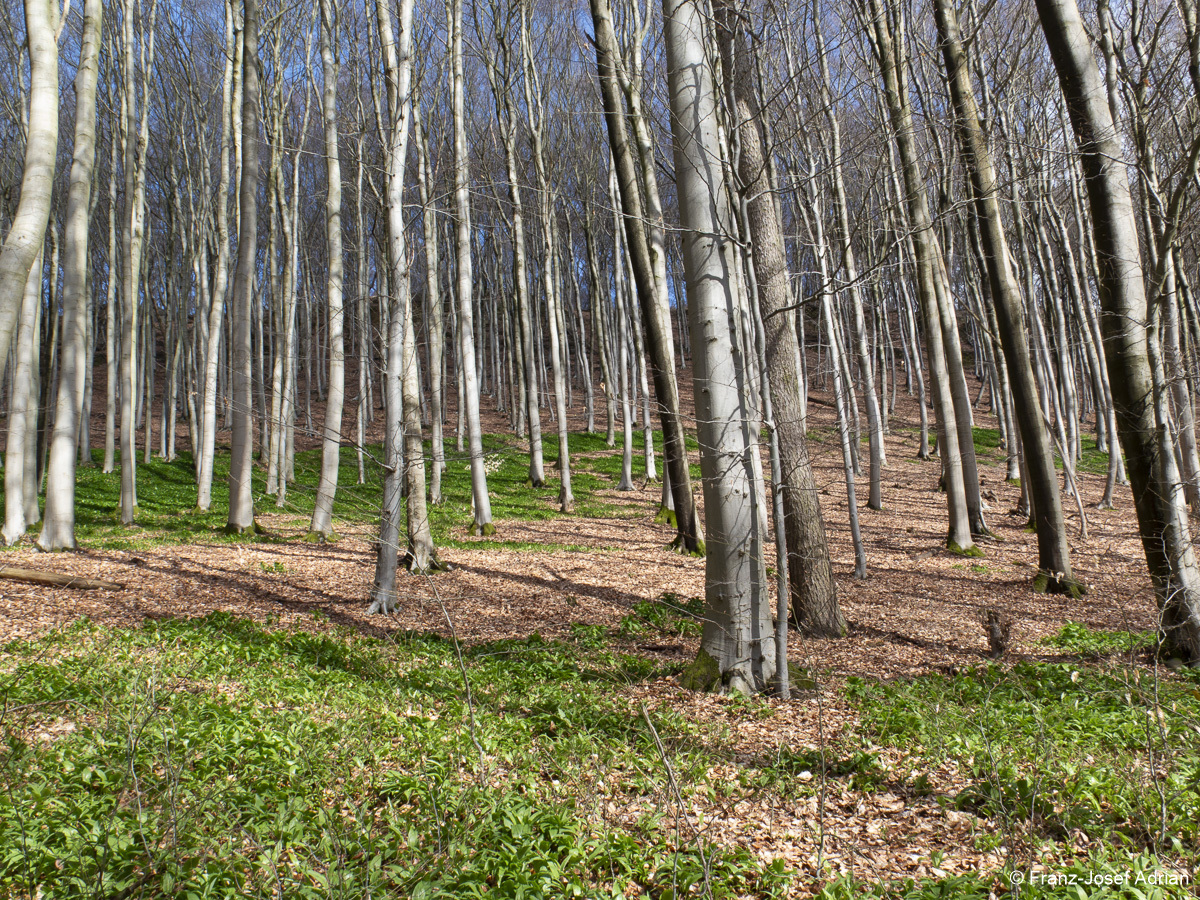 Naturwald-3